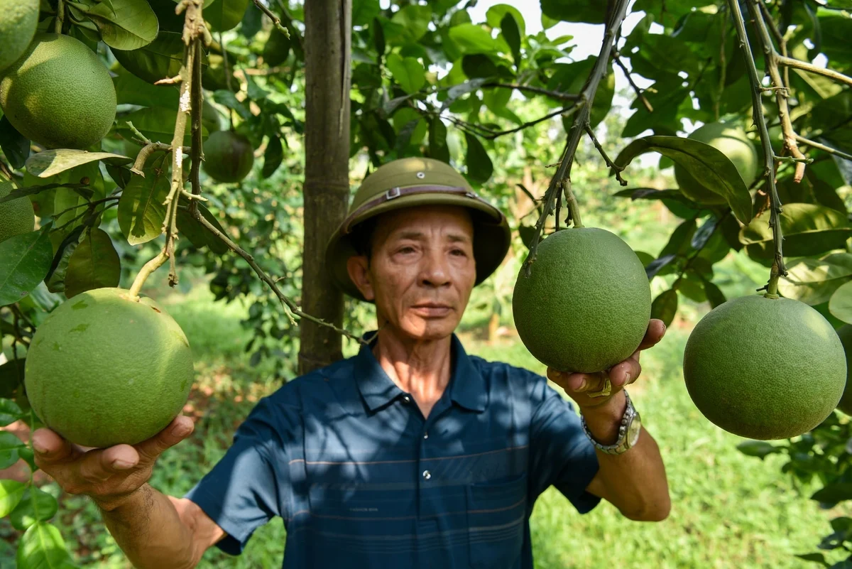 Lão nông xuất khẩu những quả bưởi được tuyển kỹ như thi hoa hậu