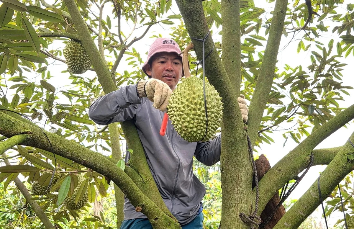 Nghề gõ sầu riêng